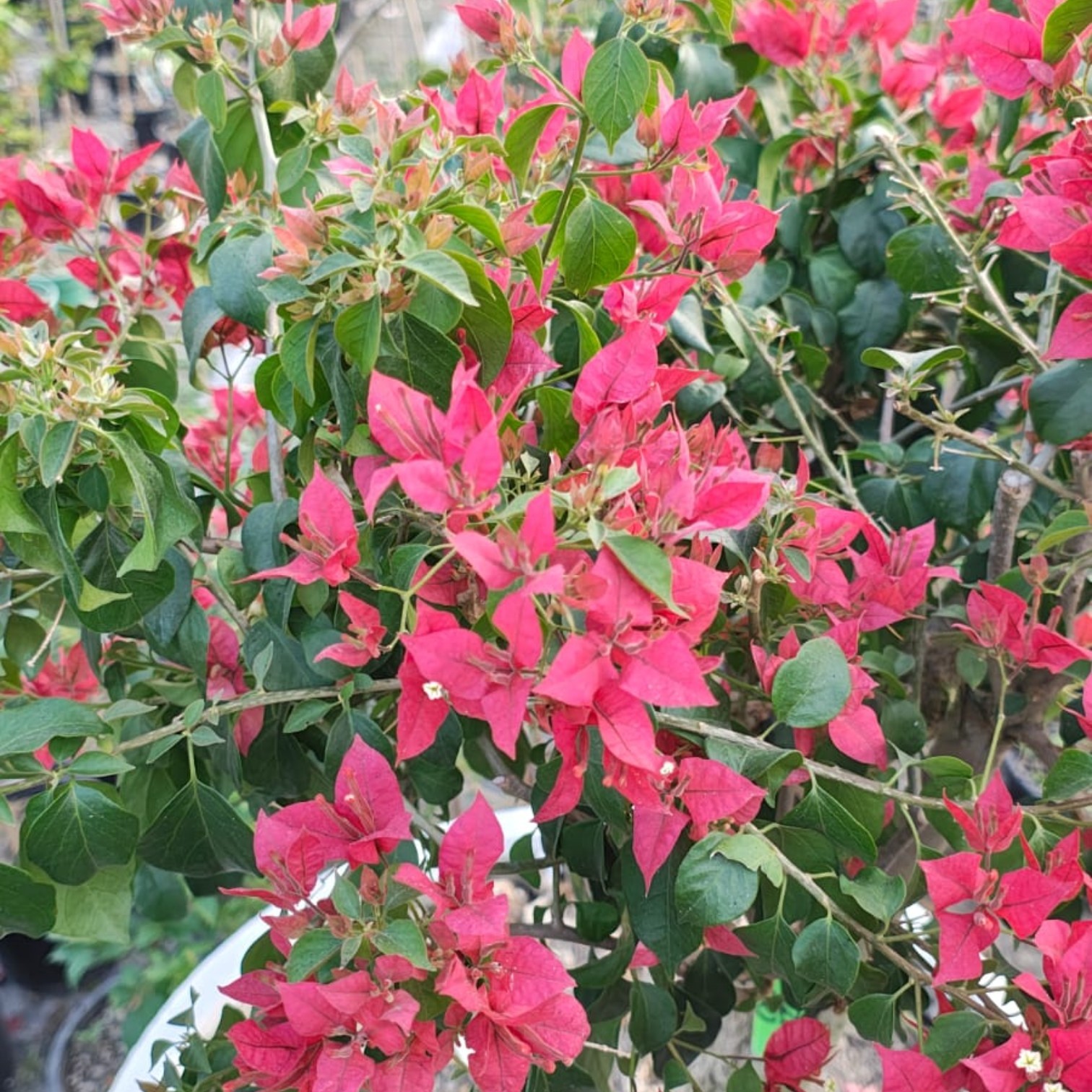 Bougainvillea Live Plant Exotic Multi Colour Varieties